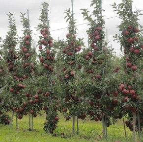 Red Cap® Valtod - Red Delicious