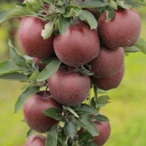 Red Cap® Valtod - Red Delicious