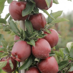 Red Cap® Valtod - Red Delicious