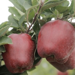 Red Cap® Valtod - Red Delicious