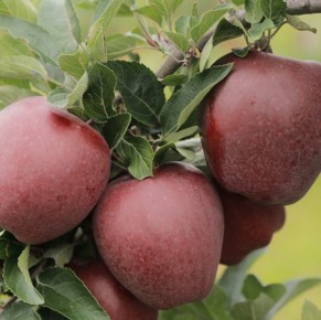 Red Cap® Valtod - Red Delicious