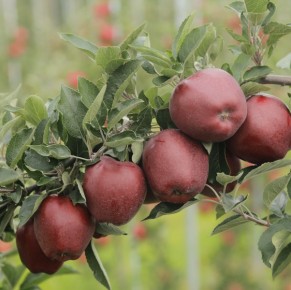 Red Cap® Valtod - Red Delicious