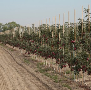 Red Cap® Valtod - Red Delicious