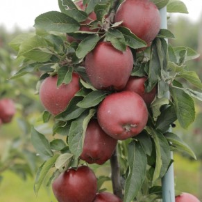 Red Cap® Valtod - Red Delicious