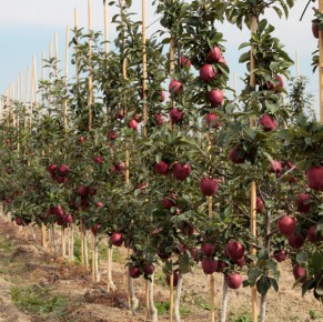 Red Cap® Valtod - Red Delicious